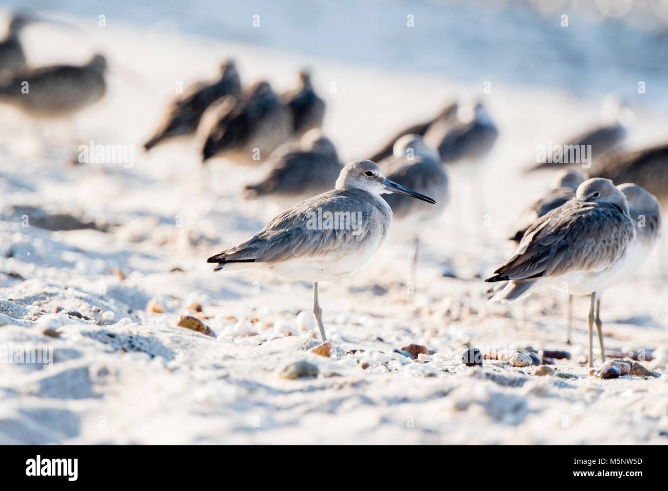 Willet (Tringa semipalmata) reposant sur une plage de rochers de sable blanc au Mexique Banque D'Images