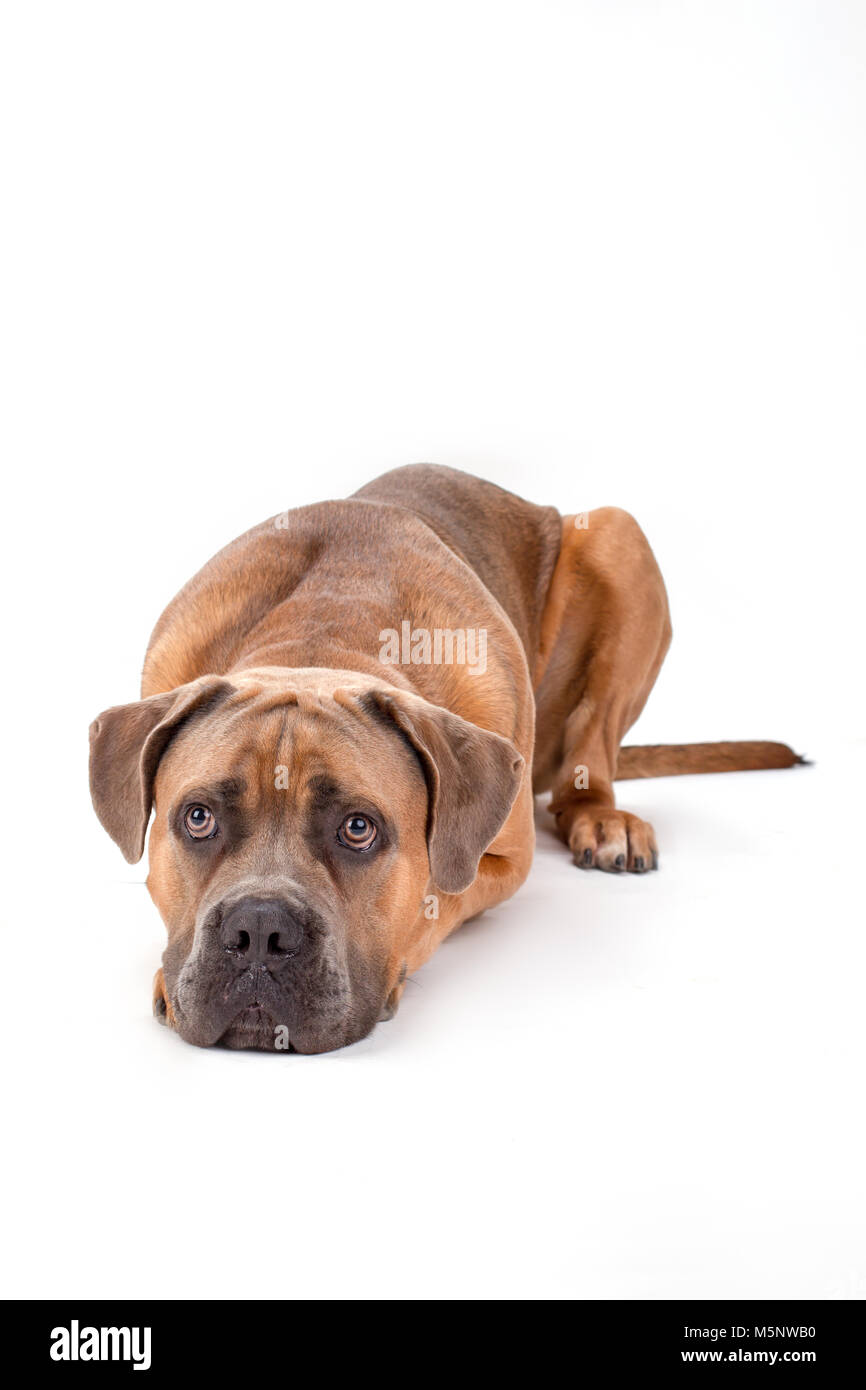 Funny cane corso italiano chien. Banque D'Images