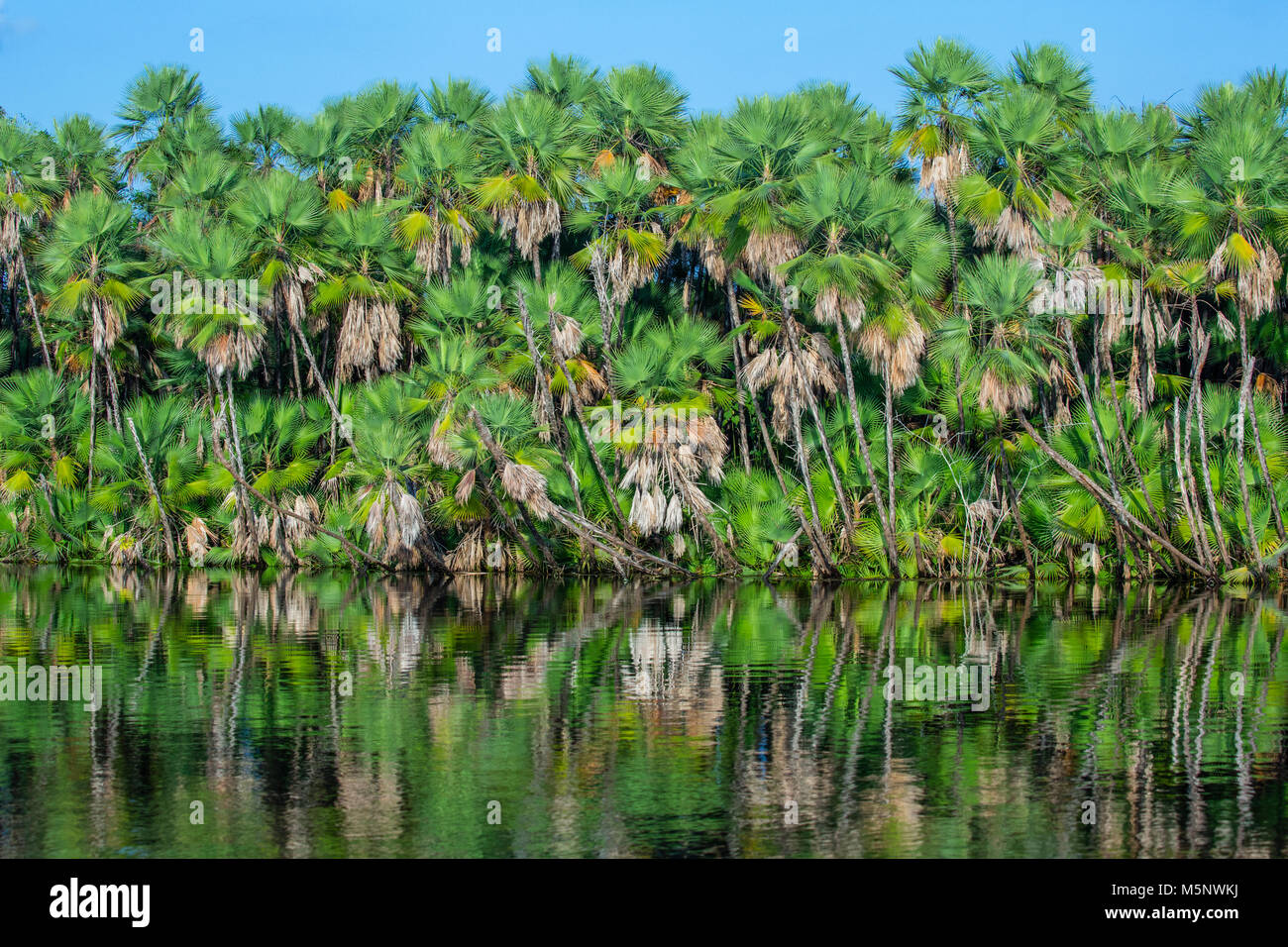 Palmiers dans les mangroves sur la New River à la Ruines Lamanai au Belize Banque D'Images
