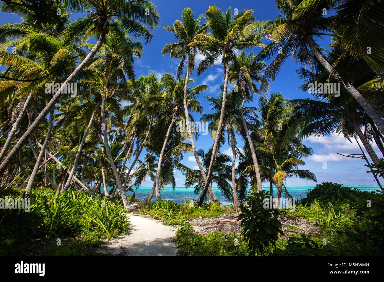 Half Moon Caye National Monument, Turneffe Atoll, Belize Banque D'Images