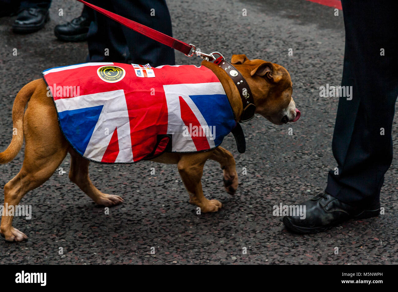 Un chien avec un manteau du pavillon de l'Union européenne, Londres, UK Banque D'Images