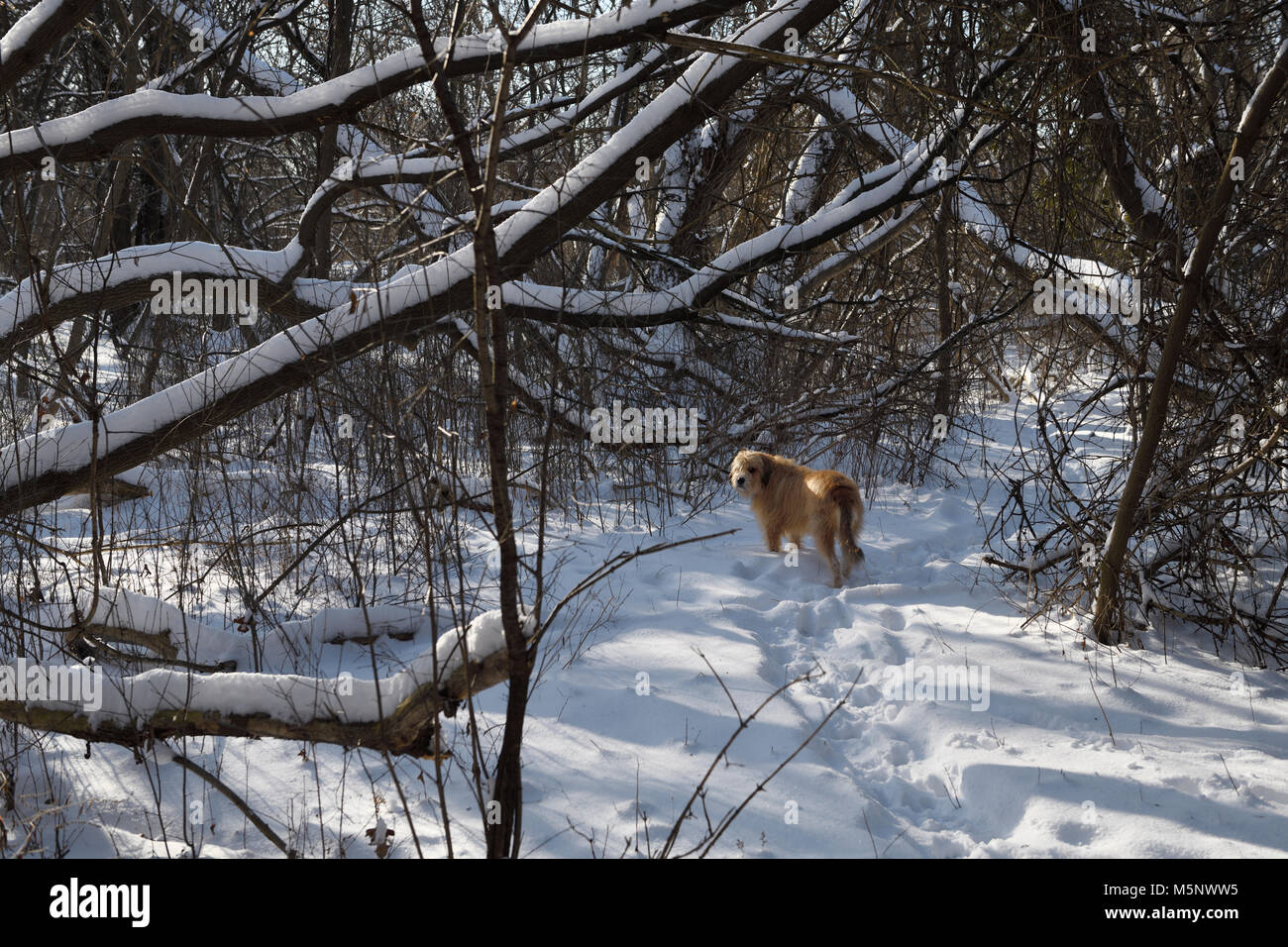 Sans laisse Barzoï mixed breed dog pet sur un chemin à travers la forêt couverte de neige sous-bois en attente de propriétaire dans un ravin de la rivière Humber à Toronto Park Banque D'Images