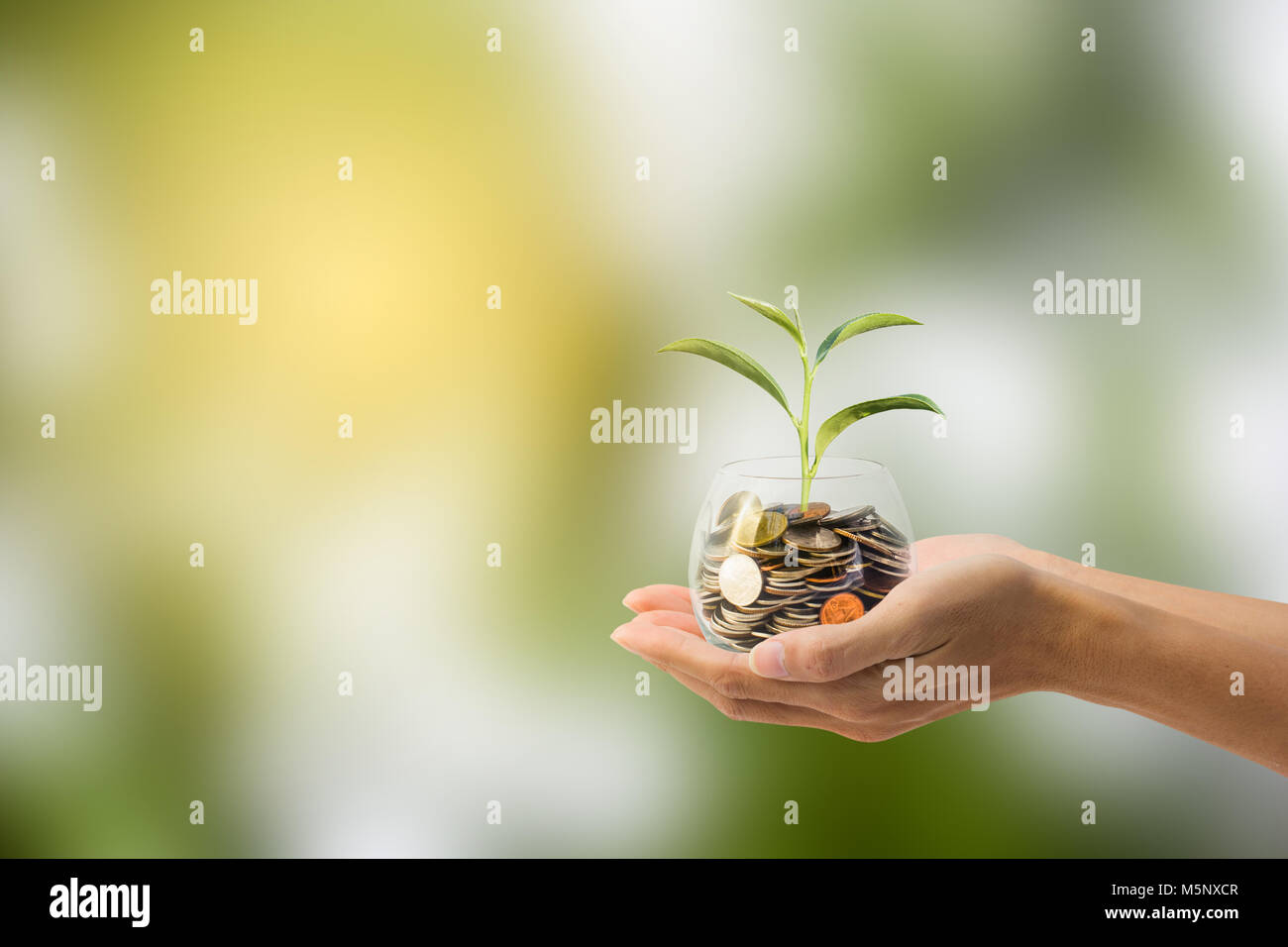 L'épargne, de l'investissement concept. Hand holding Coin dans un bocal en verre avec arbre vert avec la nature comme arrière-plan. Conceptual économiser de l'argent pour l'avenir. Banque D'Images