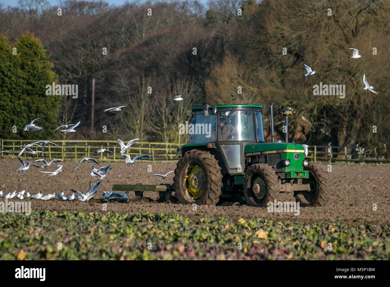 Un tracteur John Deere 26750 labourant un champ recouvert de gel à Tarleton, dans le Lancashire, tôt le matin. Alimentation en effort à tête noire dans leur poursuite de la machine labourant un sol gelé durci par de récentes gelées. Le gel s'est transformé dans le sol dit être bon pour lui. Crédit : MediaWorldImages/AlamyLiveNews. Banque D'Images