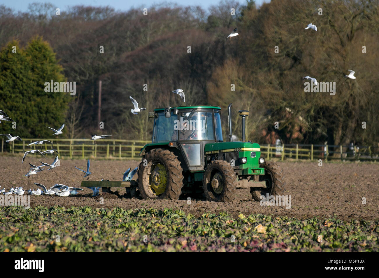 Un tracteur John Deere 2650 labourant un champ recouvert de gel à Tarleton, dans le Lancashire, tôt le matin. Alimentation en effort à tête noire dans leur poursuite de la machine labourant un sol gelé durci par de récentes gelées. Le gel s'est transformé dans le sol dit être bon pour lui. Crédit : MediaWorldImages/AlamyLiveNews. Banque D'Images