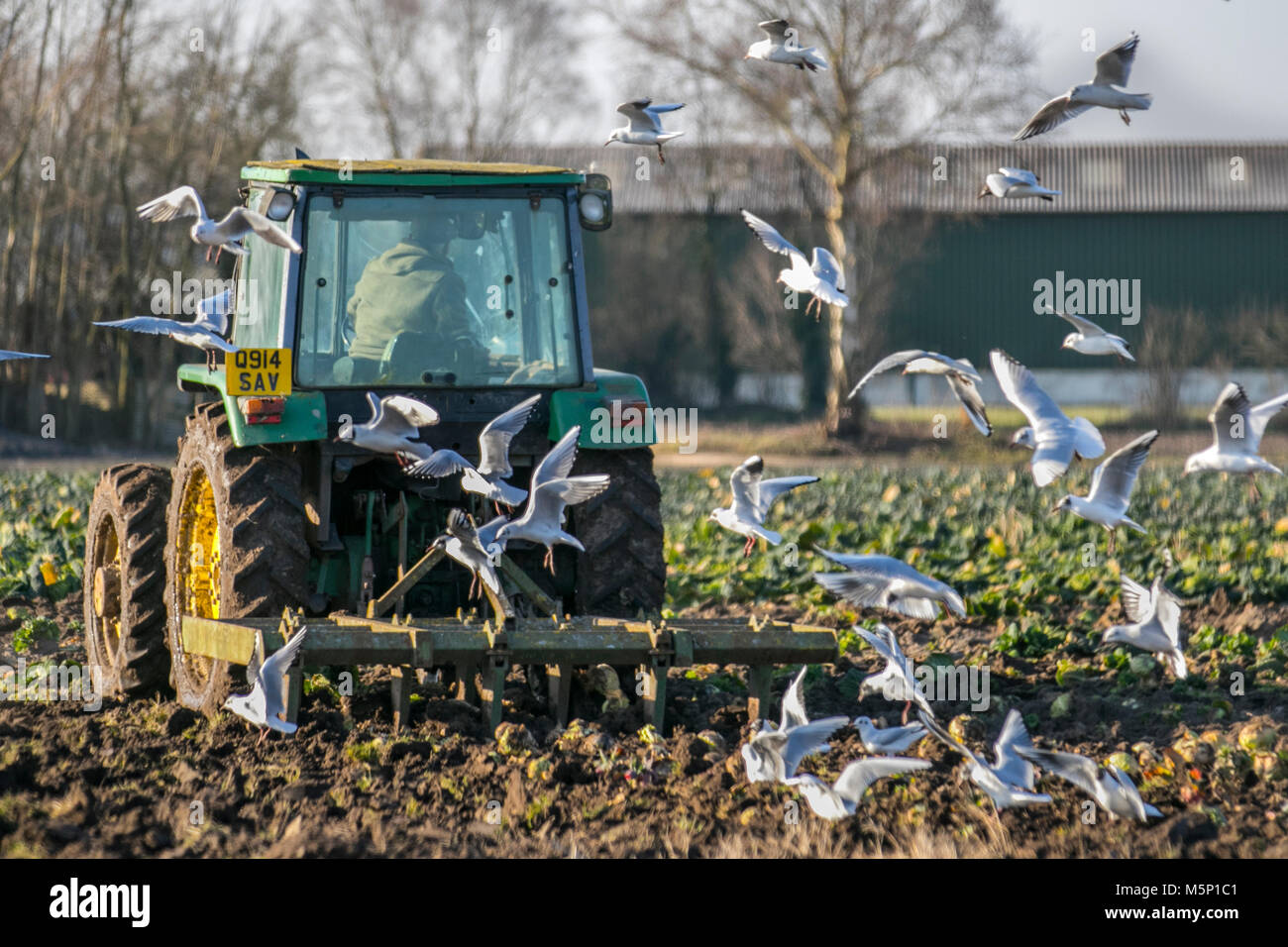 Tarleton, Lancashire, UK Weather. 25 Février, 2018. Pour démarrage à froid de la journée. Un tracteur laboure un champ couvert de gel en début de matinée. Mouette l'alimentation lors de leur poursuite de la machine de labourer le sol gelé est nettement renforcée par des gelées. Tourné au gel dans le sol serait bon pour elle. /AlamyLiveNews MediaWorldImages : crédit. Banque D'Images
