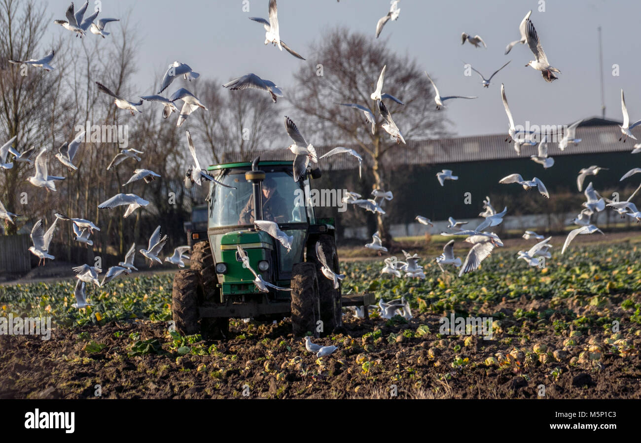 Un tracteur John Deere 2650 labourant un champ recouvert de gel à Tarleton, dans le Lancashire, tôt le matin. Alimentation en effort à tête noire dans leur poursuite de la machine labourant un sol gelé durci par de récentes gelées. Le gel s'est transformé dans le sol dit être bon pour lui. Crédit : MediaWorldImages/AlamyLiveNews. Banque D'Images