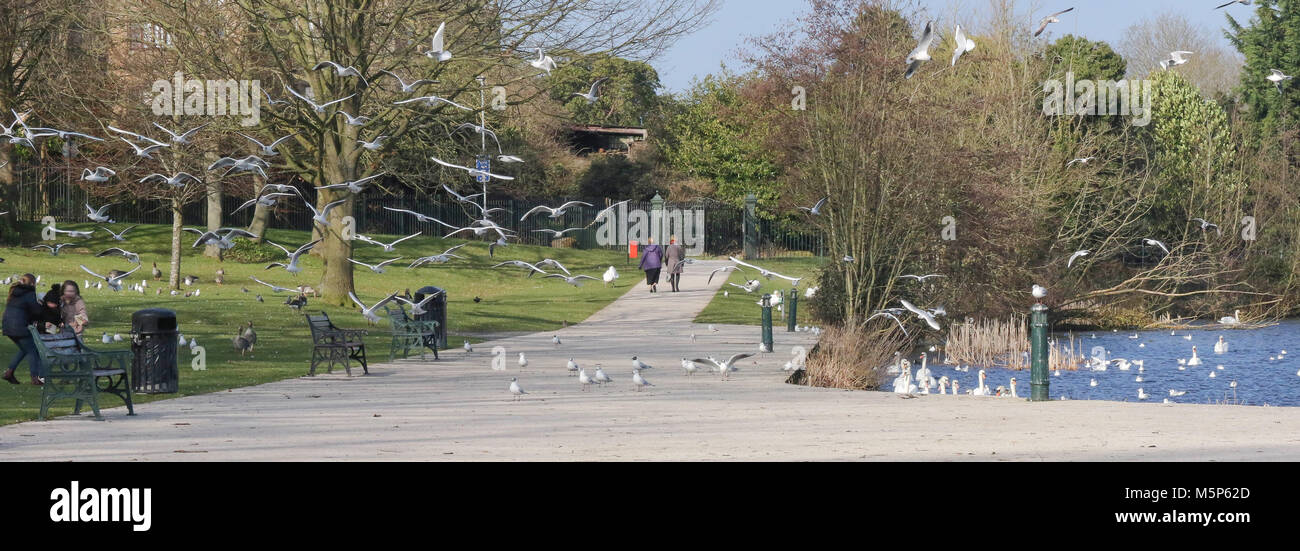 Lurgan Park, Lurgan, Irlande du Nord. 25 févr. 2018. UK - une journée ensoleillée avec un vent très froid. Les jeunes filles l'alimentation des oiseaux sont chassés par un troupeau de mouettes à tête noire - une façon de rester au chaud ! Crédit : David Hunter/Alamy Live News. Banque D'Images