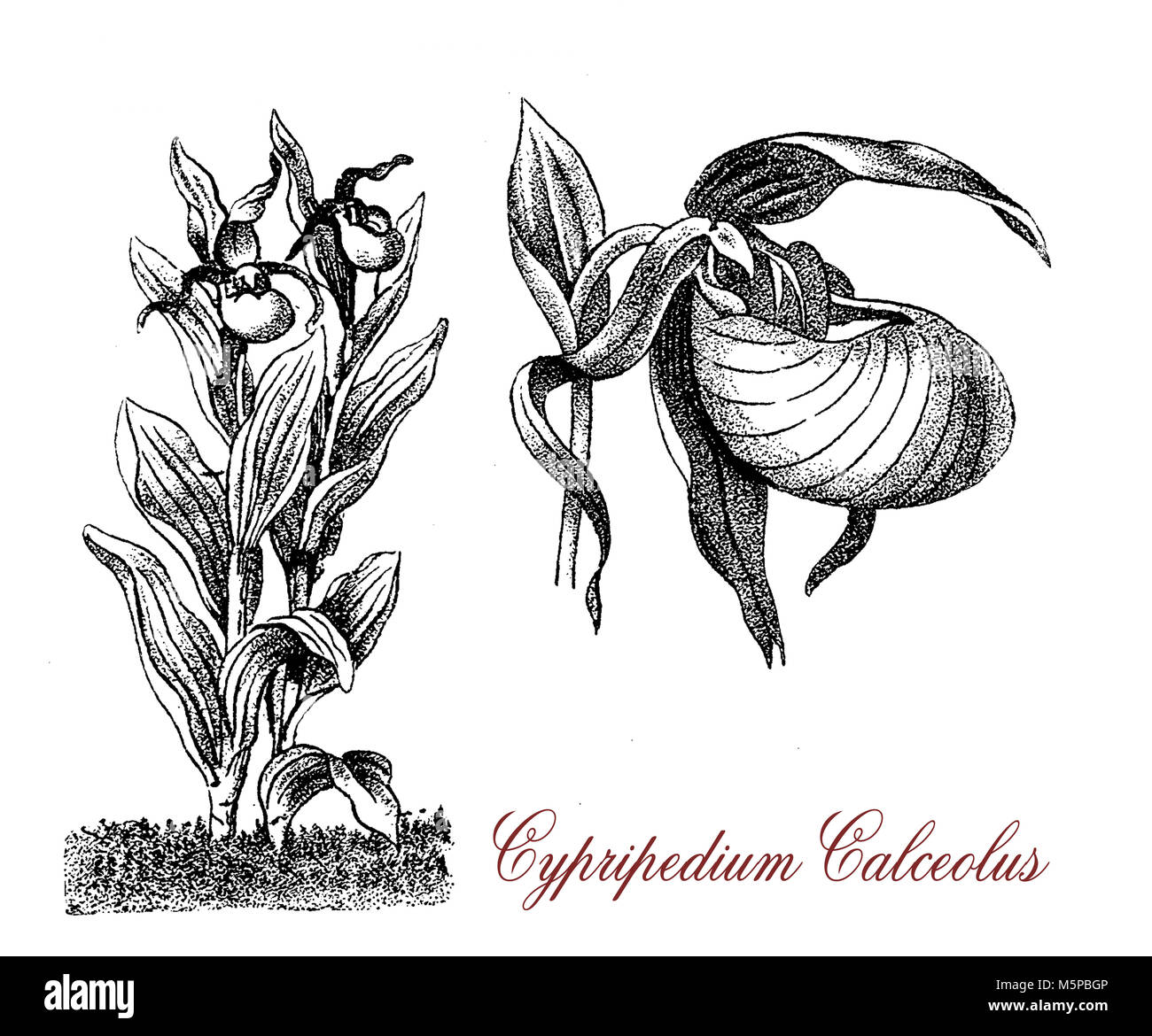 Vintage gravure de Cypripedium calceolus cypripède ou orchidée, avec de belles fleurs jaunes, espèce en voie de disparition Banque D'Images