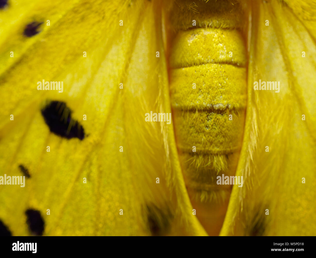 Jaune, noir, et blanc papillon de close up de l'extension, à l'abdomen et le thorax isolé sur fond blanc Banque D'Images