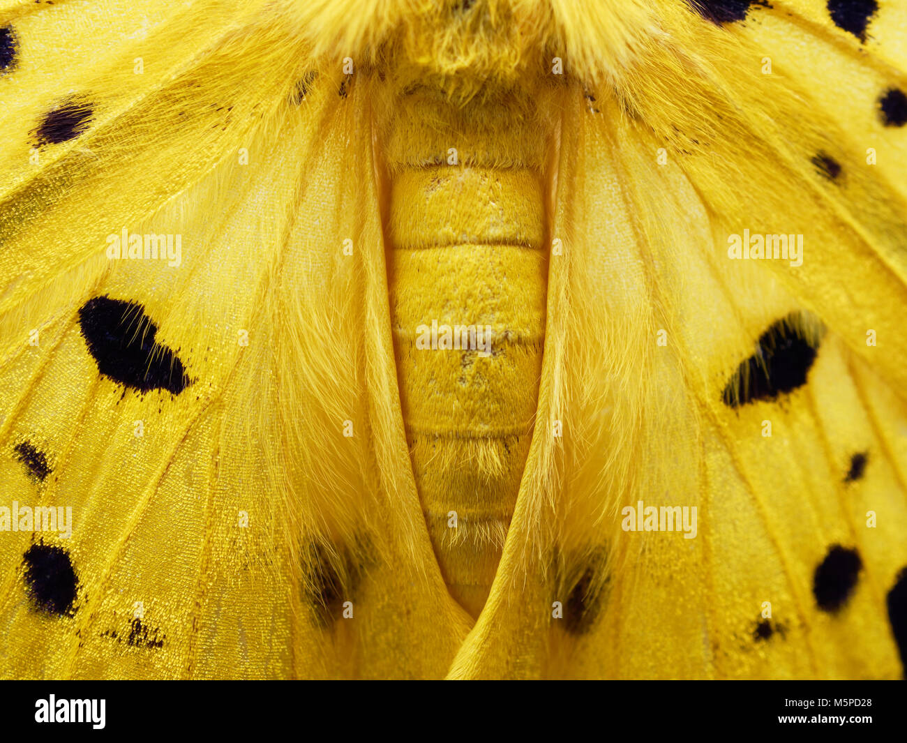 Jaune, noir, et blanc papillon de close up de l'extension, à l'abdomen et le thorax isolé sur fond blanc Banque D'Images