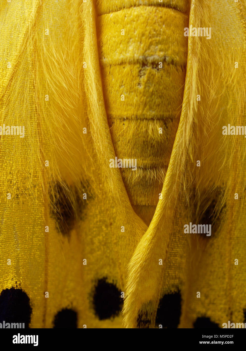 Jaune, noir, et blanc papillon de close up de l'extension, à l'abdomen et le thorax isolé sur fond blanc Banque D'Images