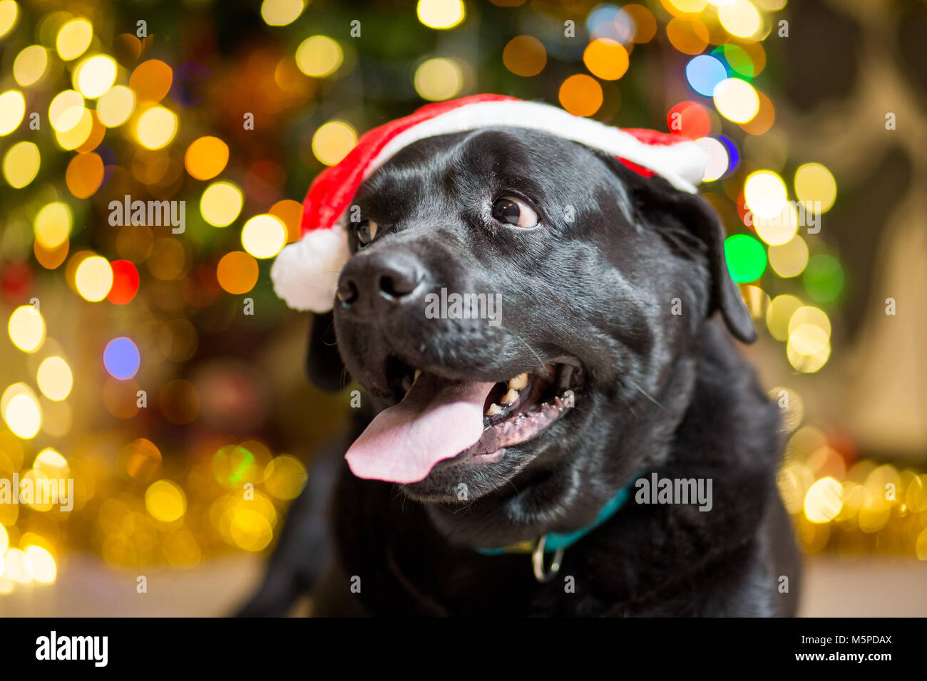 Un chien labrador noir portant un bonnet rouge près d'un arbre de Noël avec des guirlandes Banque D'Images