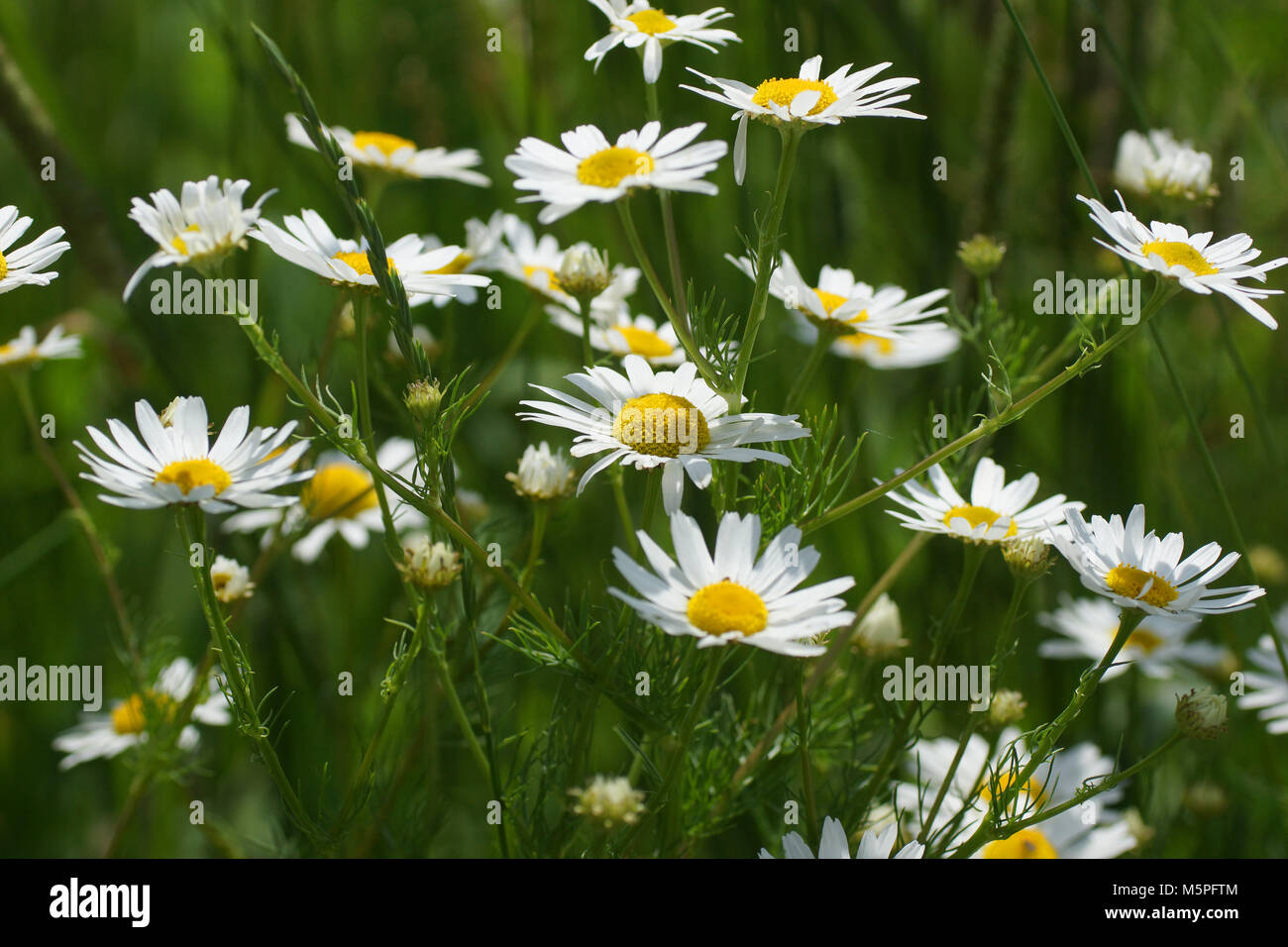 Fleurs et l'herbe éclairées par la lumière du soleil chaud de l'été sur un pré, abstract backgrounds naturel pour votre conception. Meadow camomille (Matricaria chamomilla) Banque D'Images