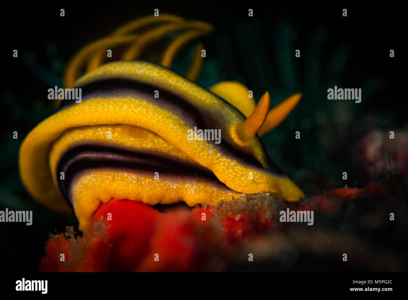 Nudibranc sur le Saint Christopher's Wreck dive site, Puerto Galera, Philippines Banque D'Images