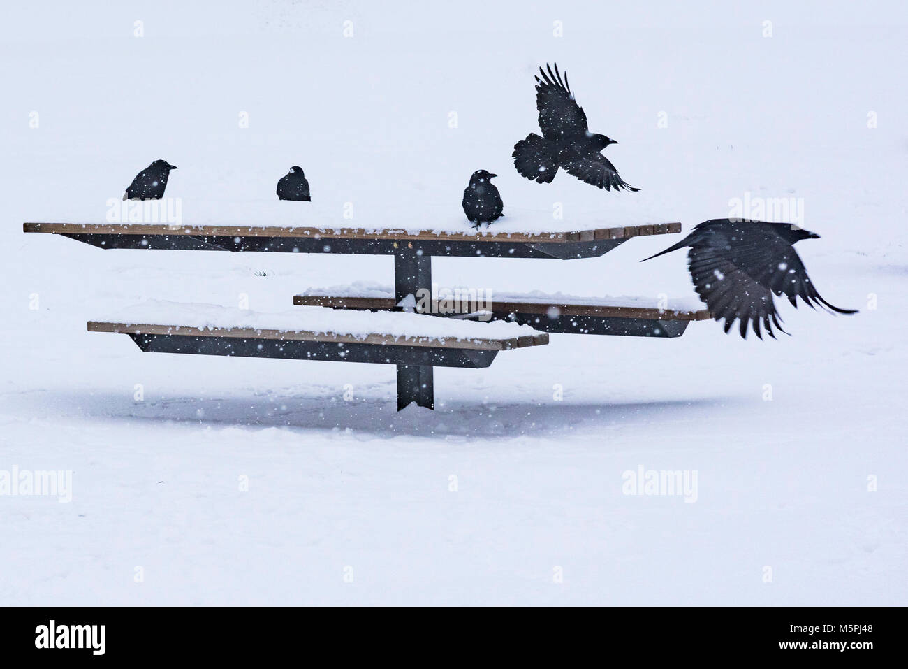 Les corneilles et les tables de pique-nique couvertes de neige, Vancouver, Colombie-Britannique, Canada. Banque D'Images
