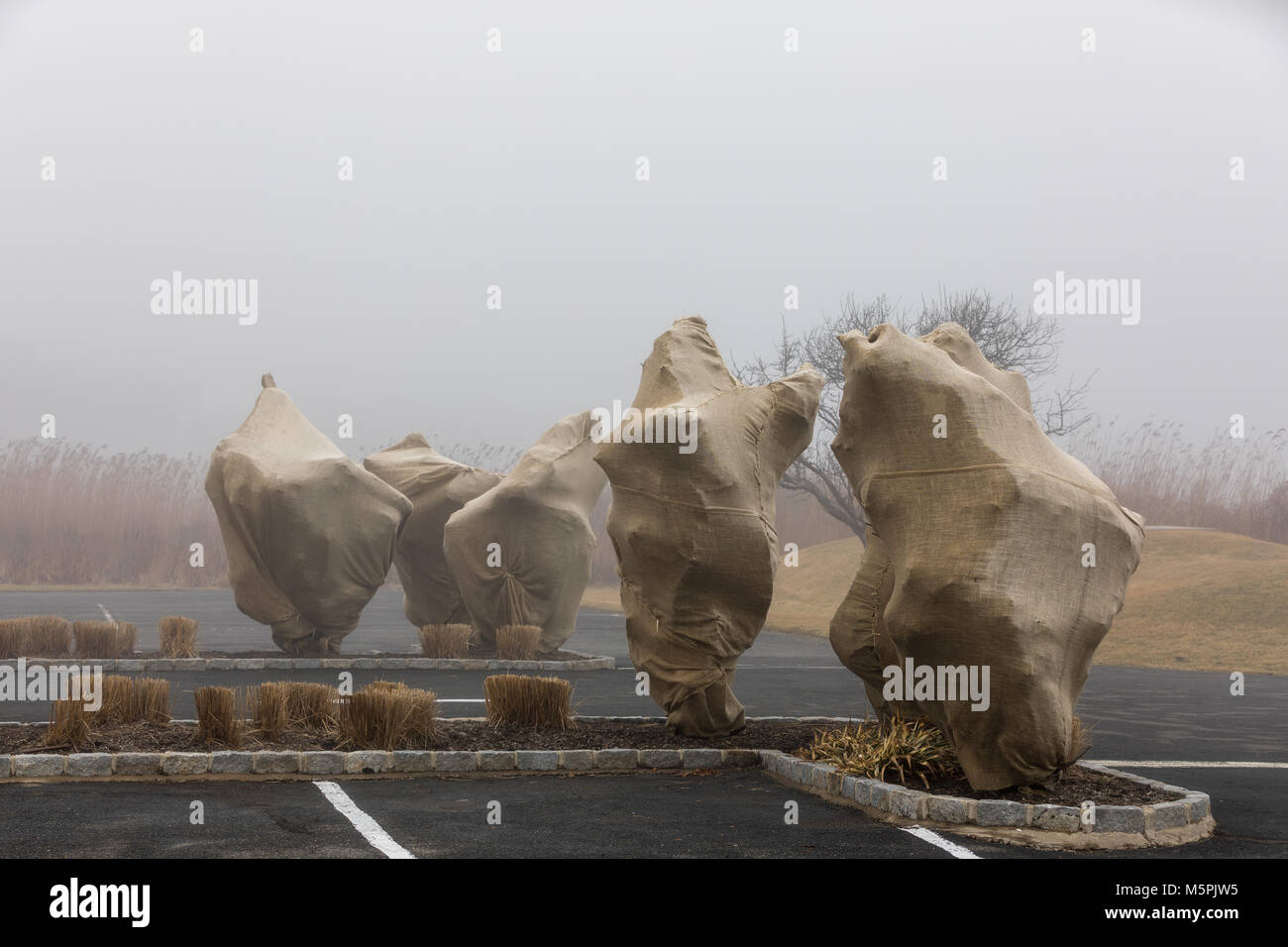 Arbres couverts de jute en un jour brumeux à bridgehampton, ny Banque D'Images