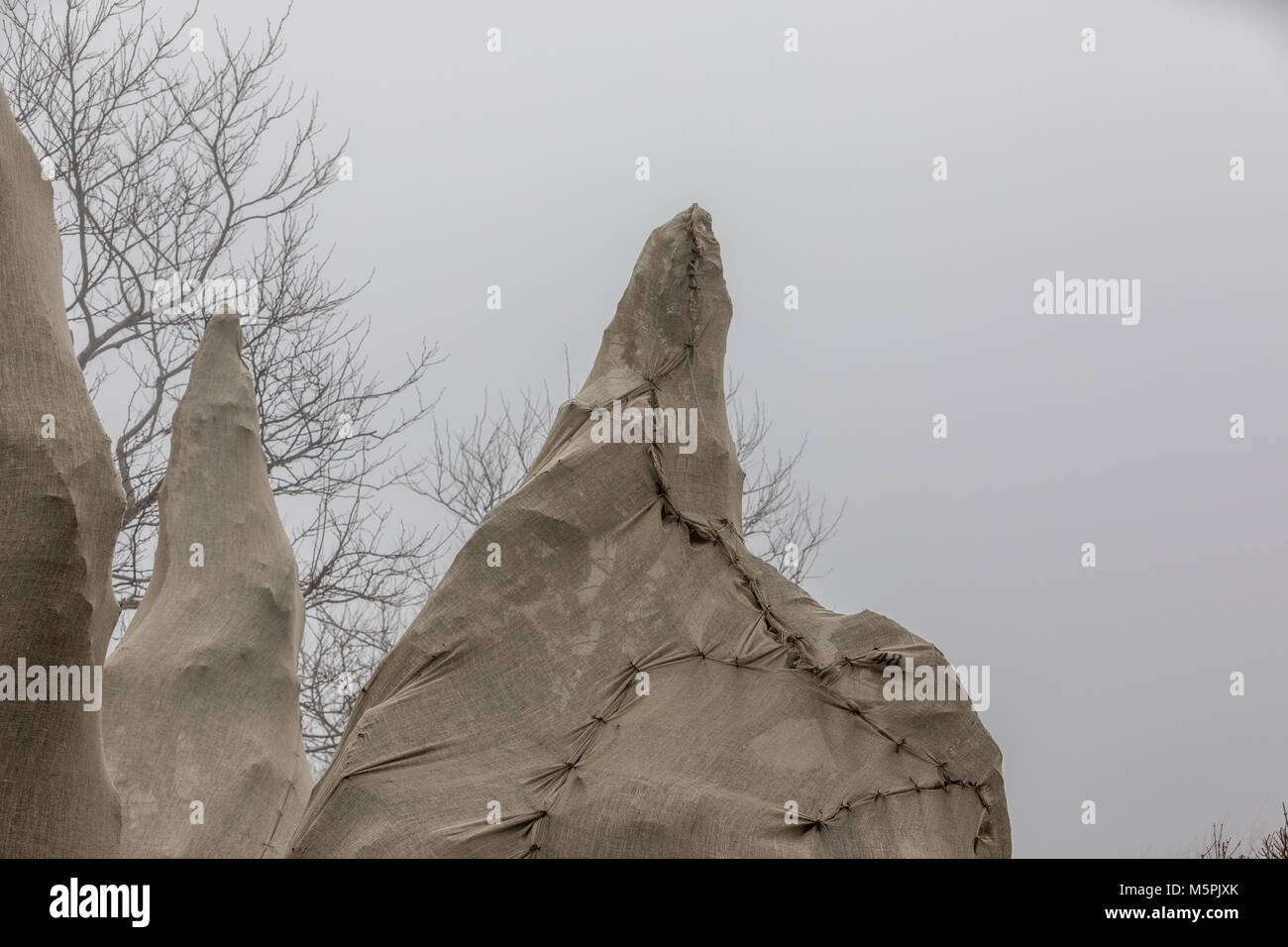 Arbres couverts de jute en un jour brumeux à bridgehampton, NY Banque D'Images