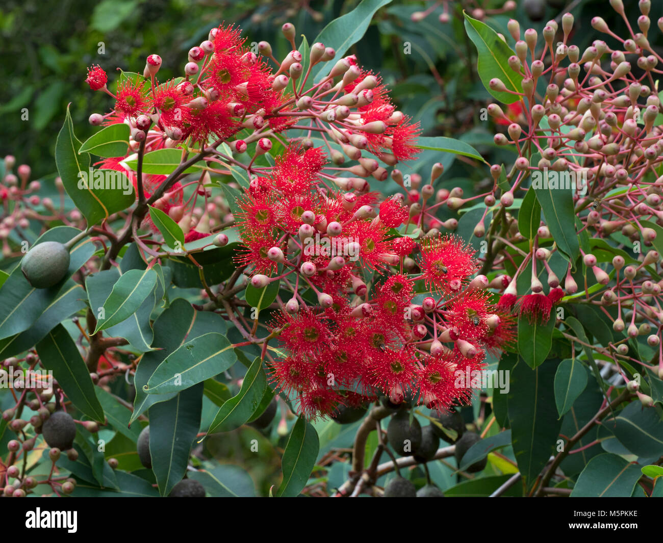 Floraison rouge gum Corymbia ficifolia jardin botanique de Melbourne Banque D'Images