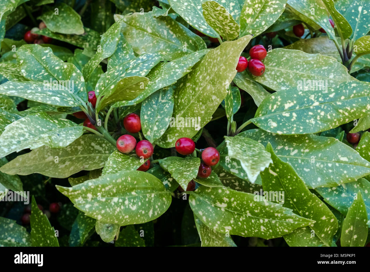 Aucuba japonica Crotonifolia, une plante femelle avec des baies rouges, également connu sous le nom de Laurel japonais ou le laurier, Février, England, UK Banque D'Images