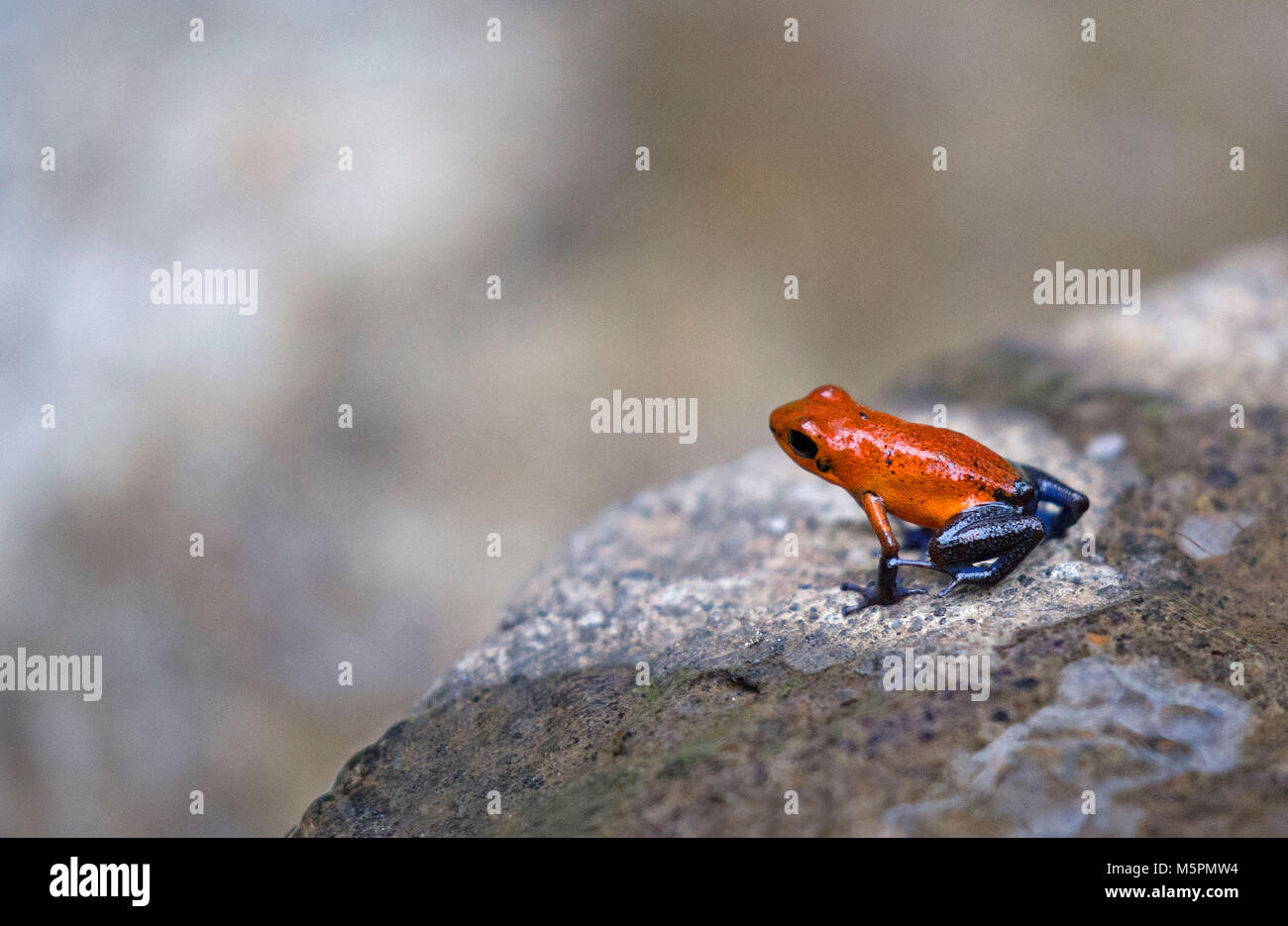 Red-poison dart frog du Costa Rica Banque D'Images Red-poison dart frog du Costa Rica Banque D'Images