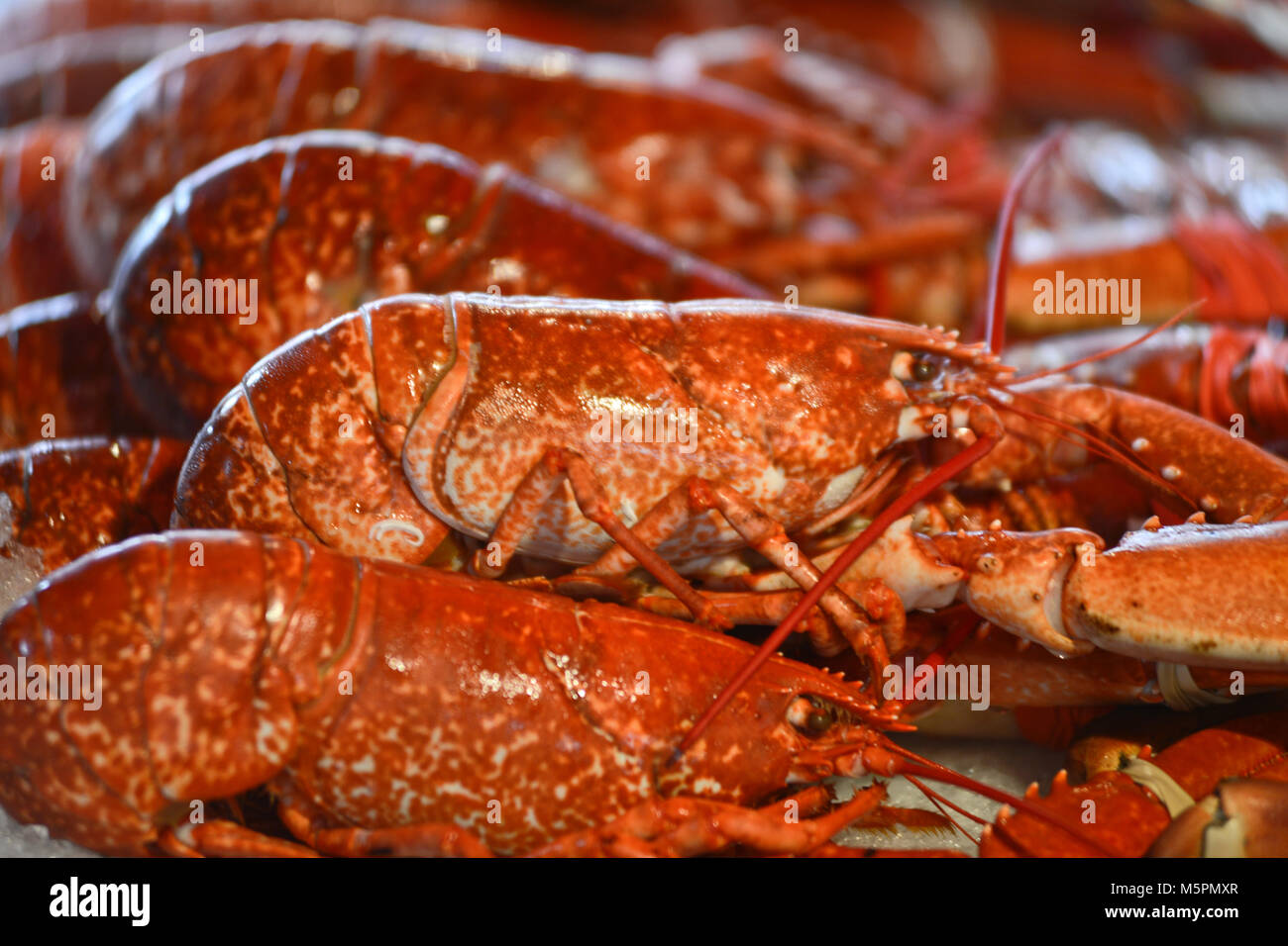 Les homards à vendre, le marché aux poissons - Fisketorget, Bergen, Norvège Banque D'Images