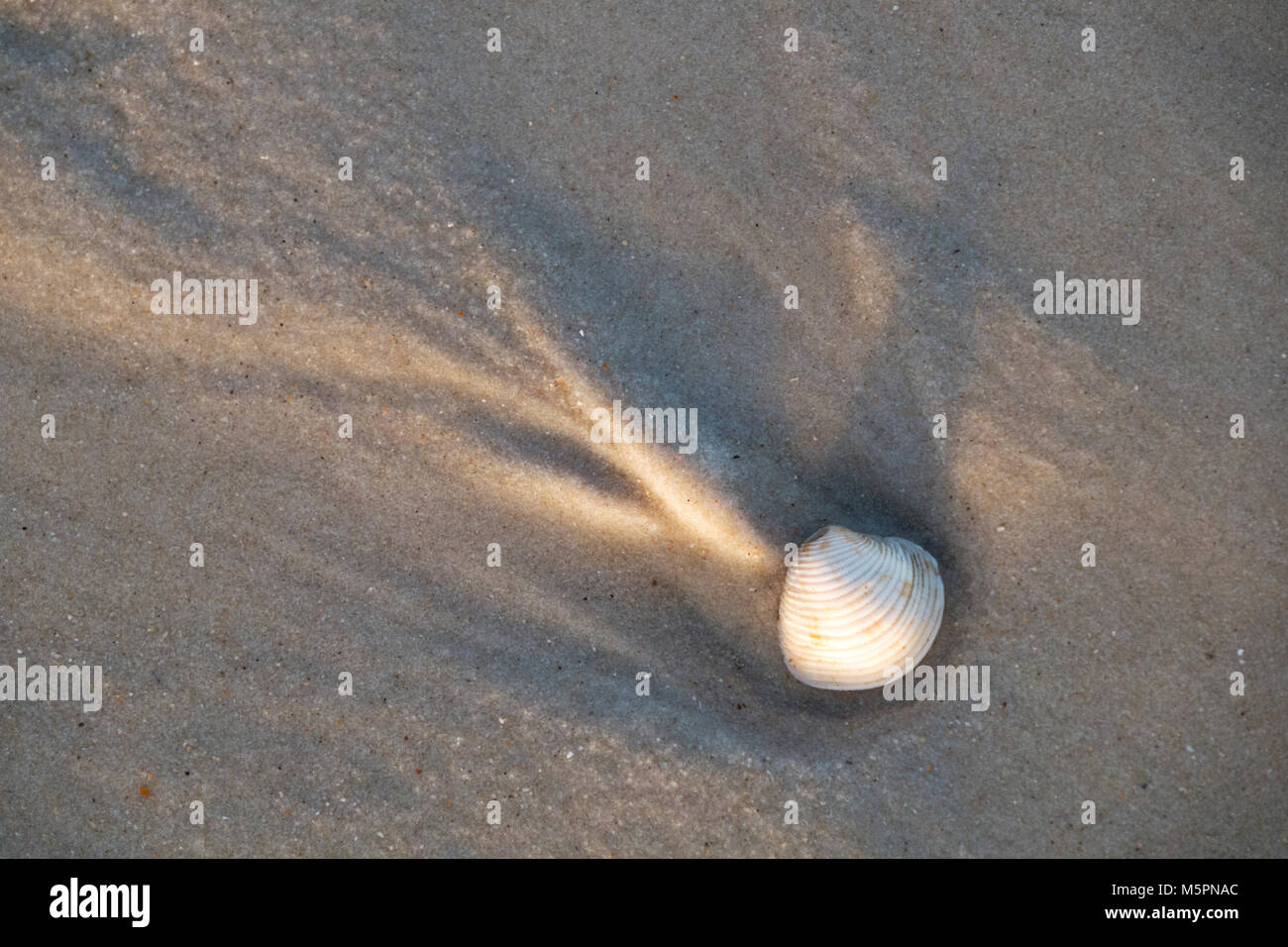 Modèle de sable autour de chantilly un coquillage sur la plage du golfe du Mexique à Orange Beach, Alabama. Banque D'Images