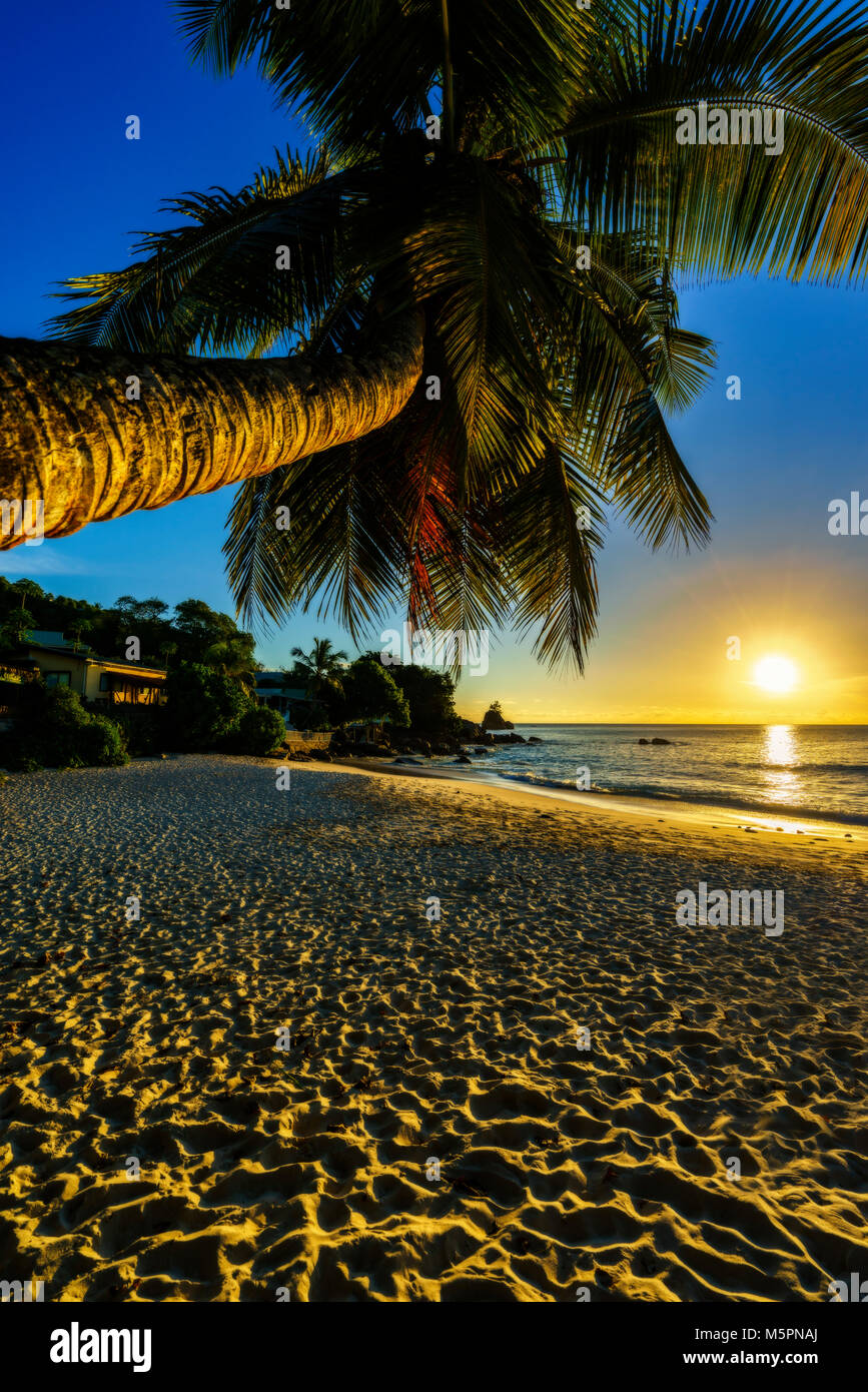 Incroyable coucher du soleil romantique au paradis, un palmier, du sable doré et le bleu de l'eau sur la plage des Seychelles anse soleil Banque D'Images