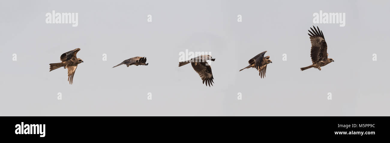 Le milan noir (Milvus migrans) est un oiseau de proie de la Famille des Accipitridae. Banque D'Images