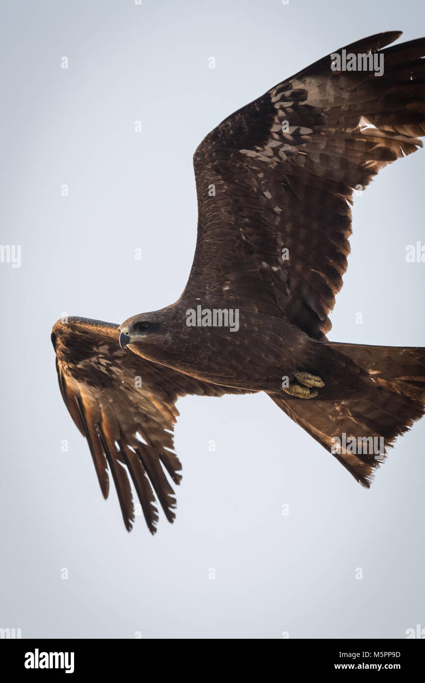 Le milan noir (Milvus migrans) est un oiseau de proie de la Famille des Accipitridae. Banque D'Images
