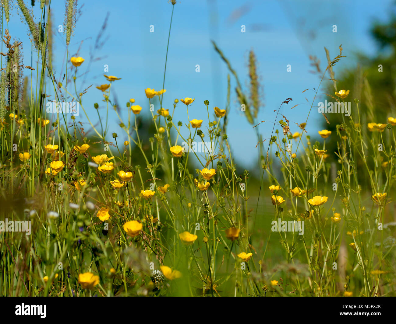 Fleurs et l'herbe éclairées par la lumière du soleil chaud de l'été sur un pré, abstract backgrounds naturel pour votre conception. Renoncule jaune prairie Banque D'Images