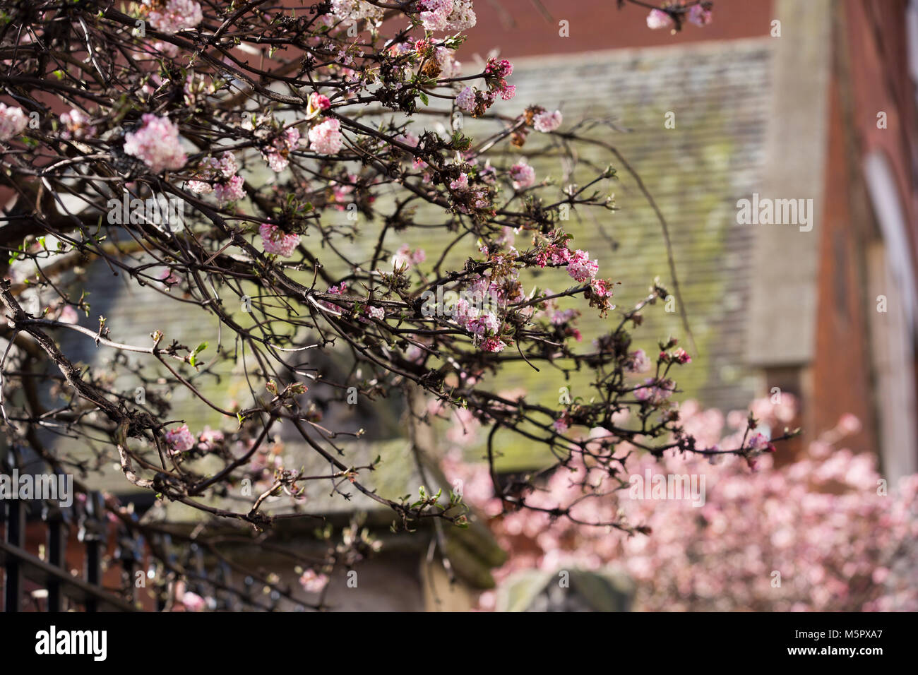 Fleur de cerisier, montrant les premiers signes du printemps, les jardins de Drury Lane, Covent Garden, West End, Londres, UK Banque D'Images