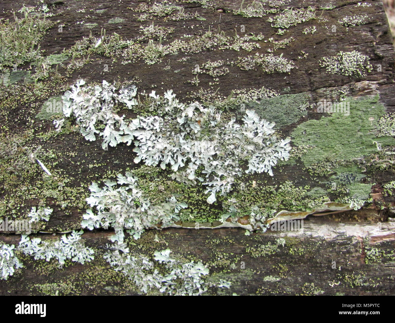 Lichen macro photo - un morceau de journal, couverts de lichen Banque D'Images