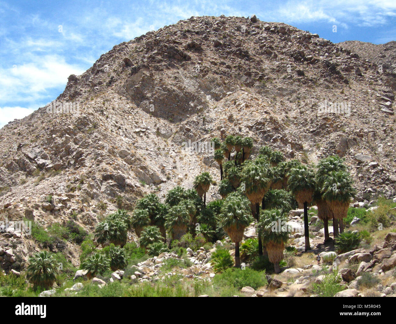 Palms Oasis ; Twentynine Palms, CA . Situé sur la frontière nord du parc, 49 Palms Oasis peut être atteint par un 1,5 mile (2.4km) trail. Banque D'Images