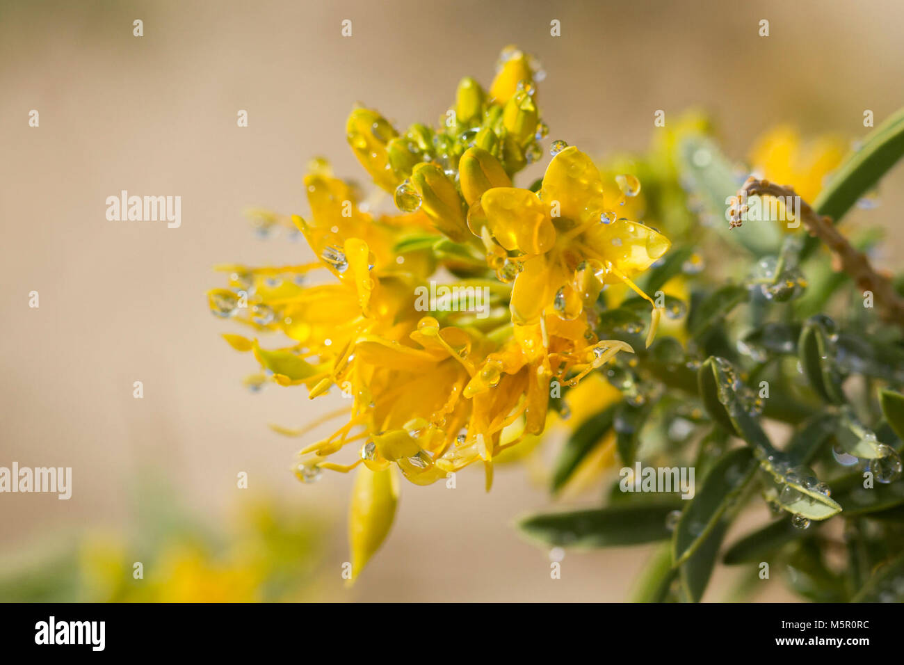 Peritoma brûlante (arborea) fleurissent dans Wilson Canyon, janvier . Banque D'Images