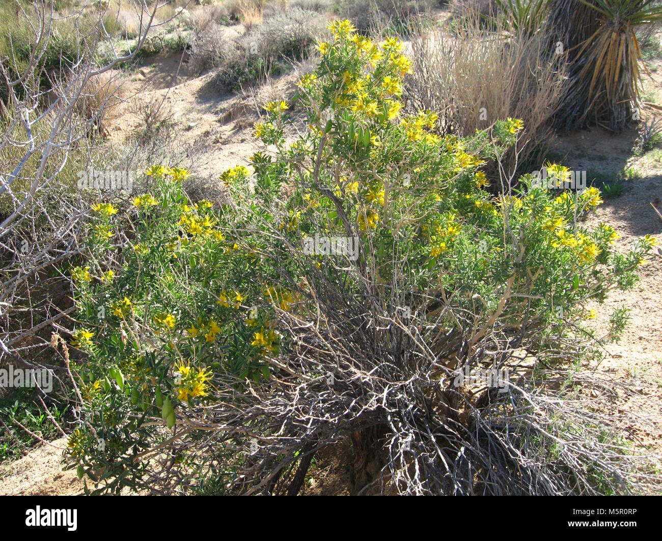 Peritoma brûlante (arborea) ; Indian Cove Sentier Nature . Banque D'Images