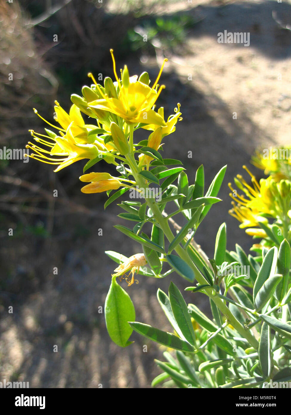 Peritoma brûlante (arborea) ; Indian Cove Sentier Nature . Banque D'Images