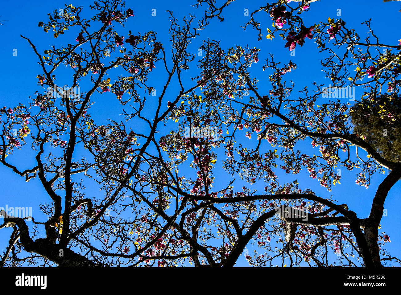 Le Jardin botanique de l'université de Berkeley est une incroyable source de beauté naturelle sur le campus, et présente une variété d'autochtones et non autochtones de la vie végétale. Banque D'Images