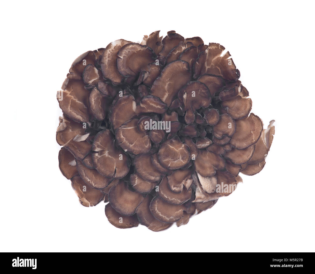 Maitake biologique renforcement immunitaire champignons médicinaux, hen du bois isolé sur fond blanc Banque D'Images