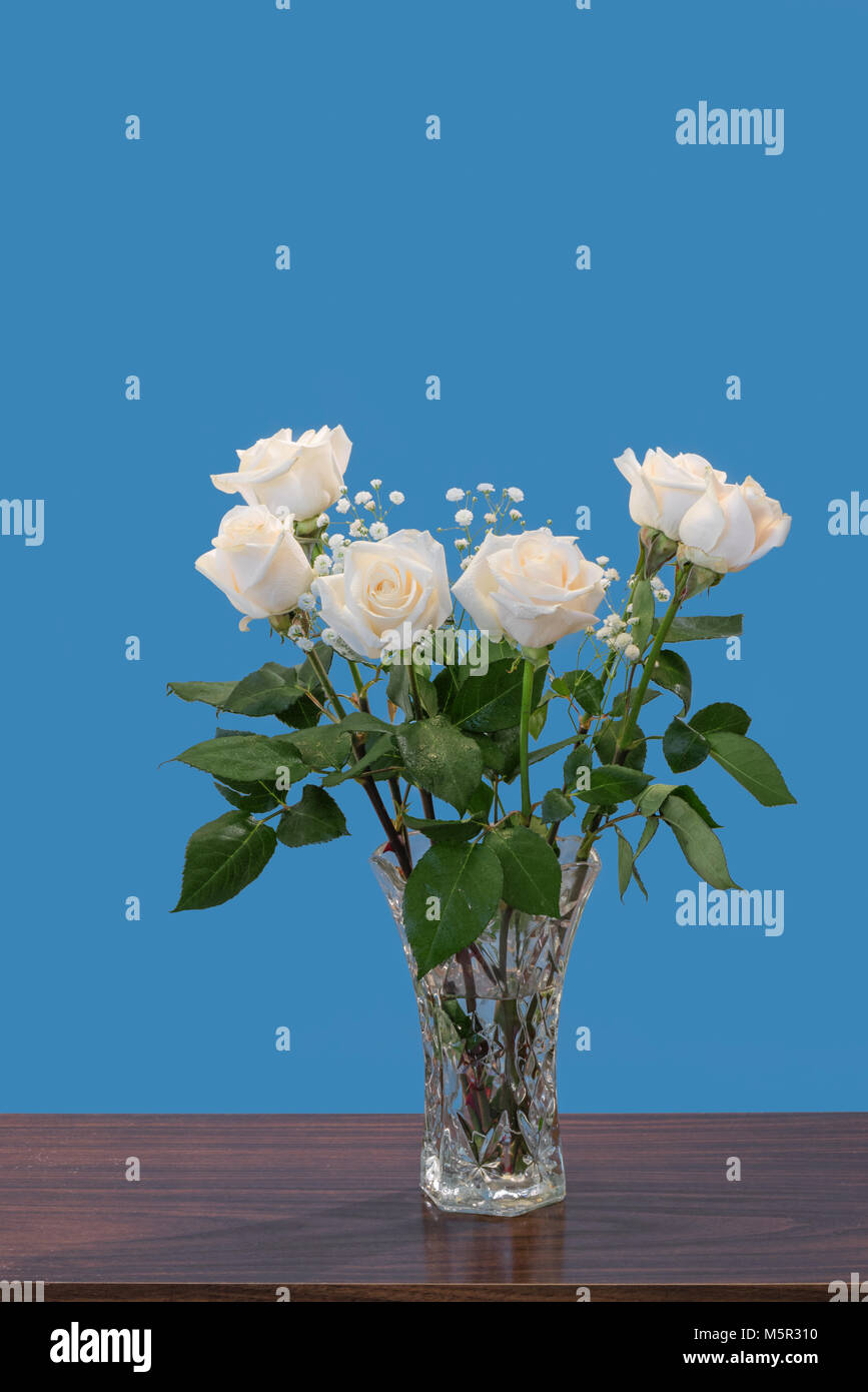 Bouquet de roses blanches des plantes avec des feuilles vertes et petites fleurs blanches, dans un vase en verre sur une table en bois, marron sur fond bleu Banque D'Images