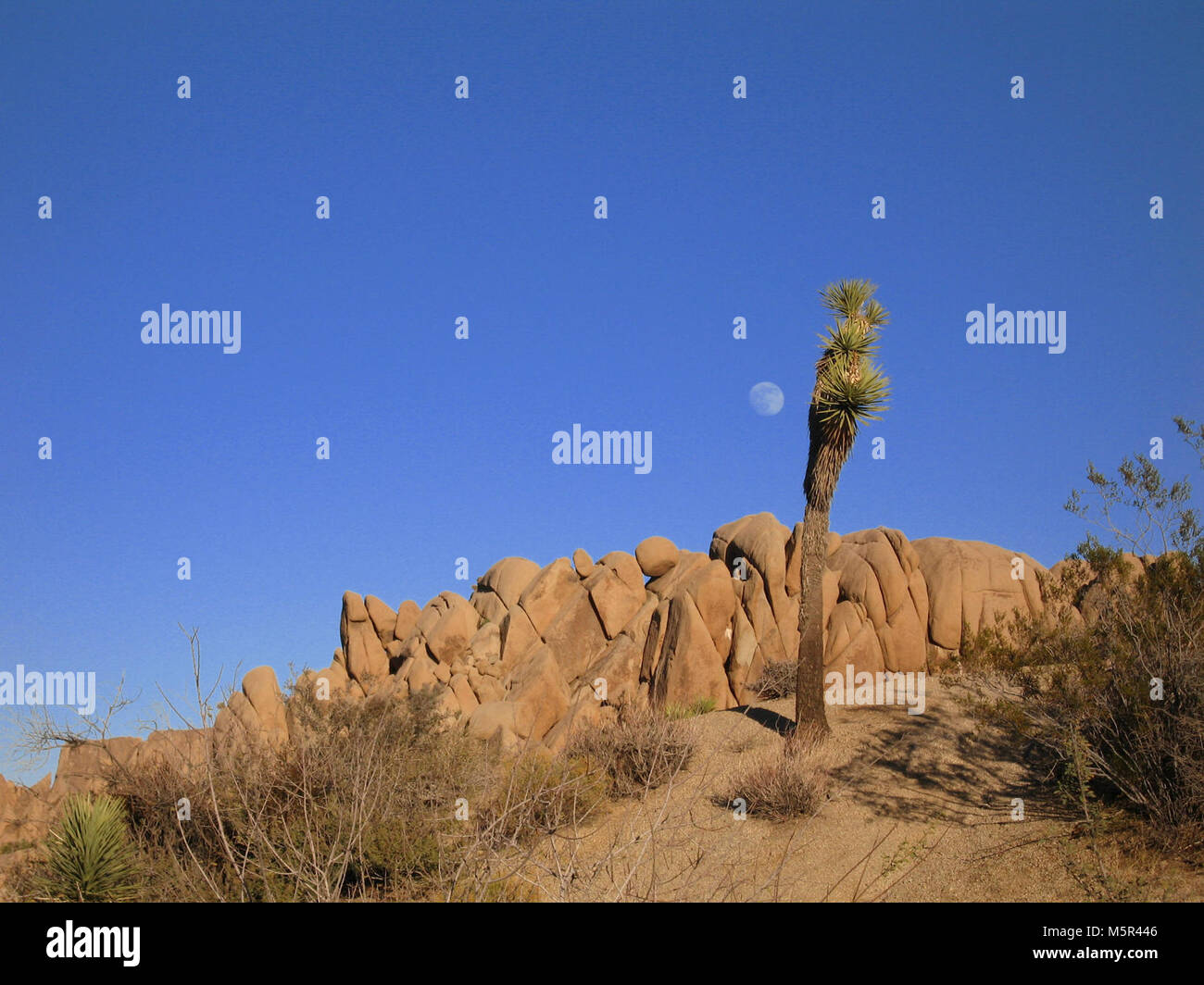 Joshua tree (Yucca brevifolia) ; Camping les Roches Jumbo . Banque D'Images