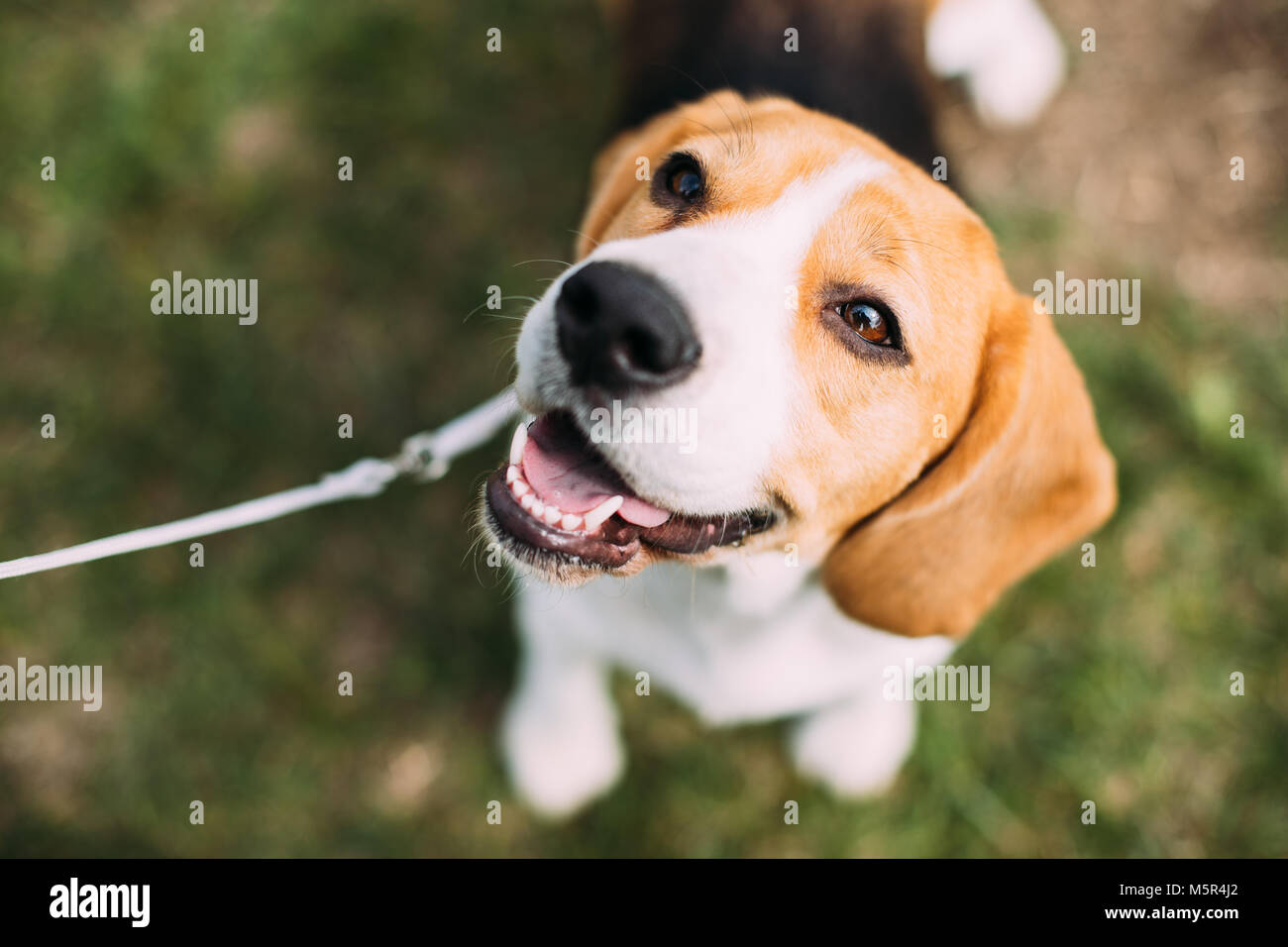 Beau Chiot Beagle Tricolore De Langlais Assis Sur Lherbe