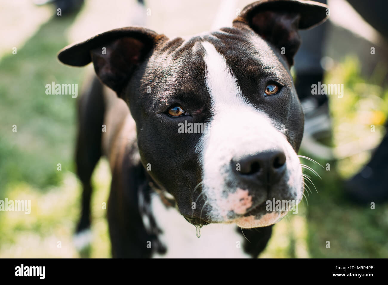 Fermer la vue de l'American Staffordshire Terrier Chien. Banque D'Images