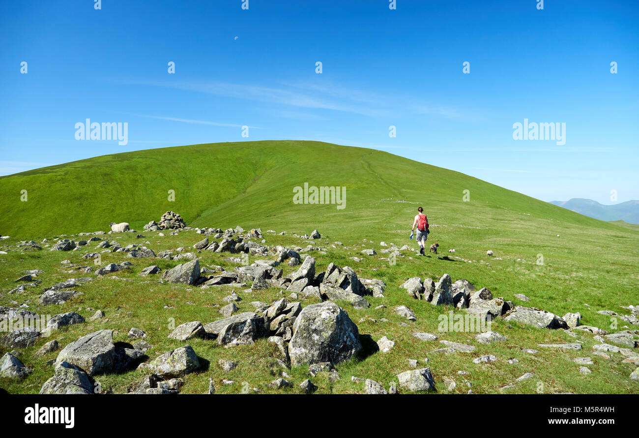 Un randonneur et son chien à monter une colline verte avec ciel bleu dans la campagne anglaise. Banque D'Images