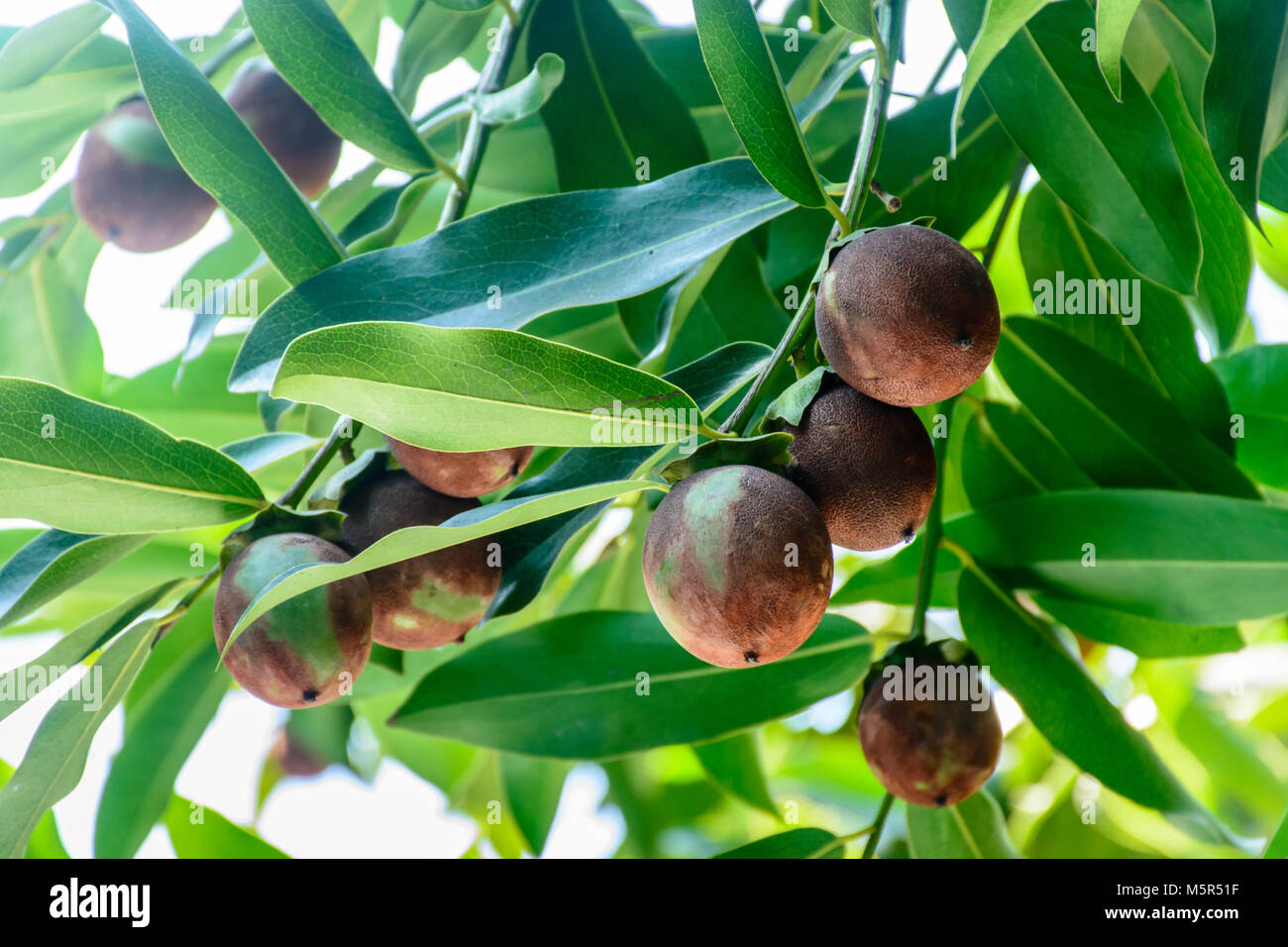 Photo de fruits de kaki sur la plante Banque D'Images