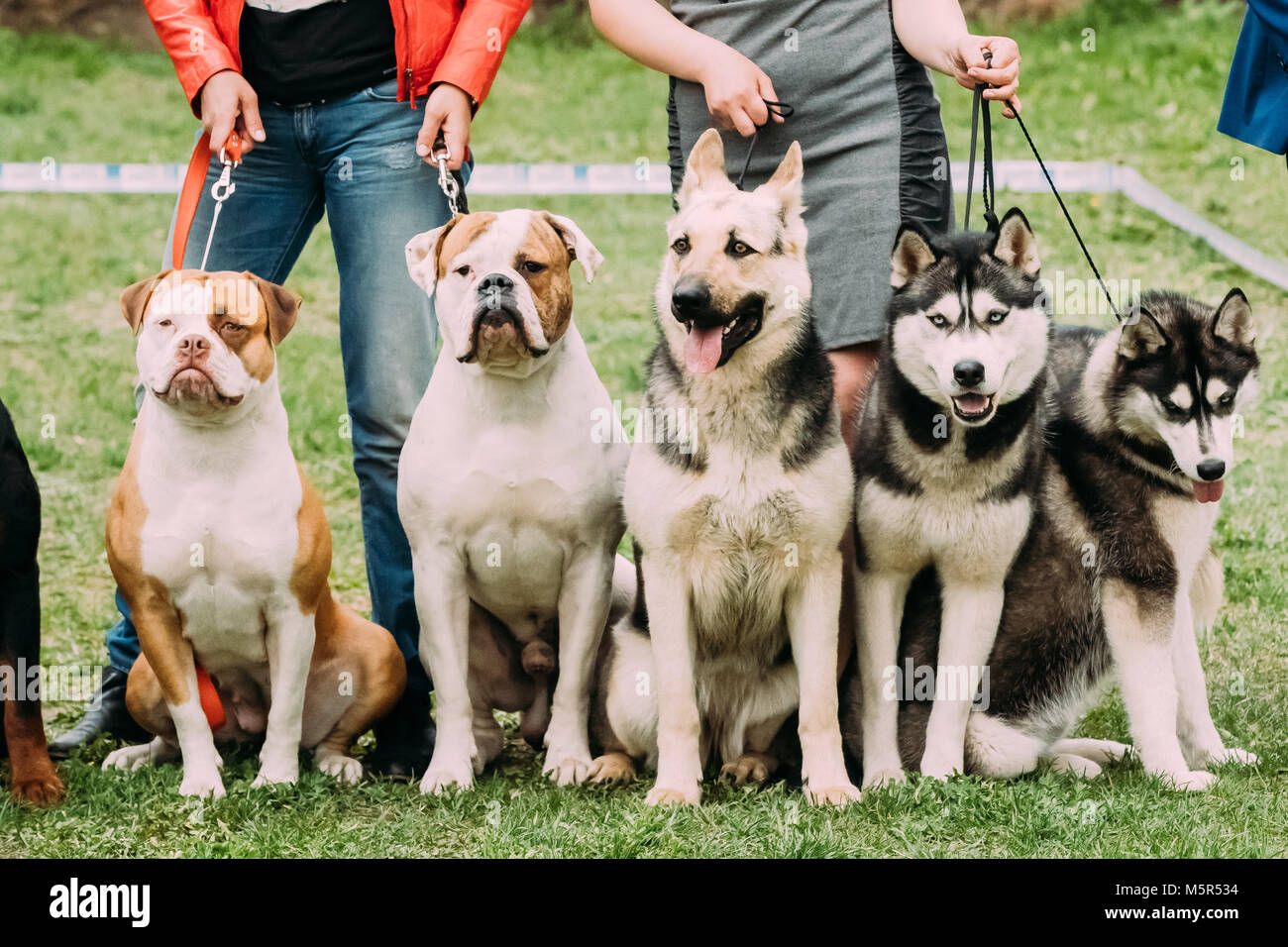 Deux American Bulldog Chien, Chien Loup Alsacien ou Berger Allemand et deux chiens husky assis ensemble dans l'herbe verte. Banque D'Images