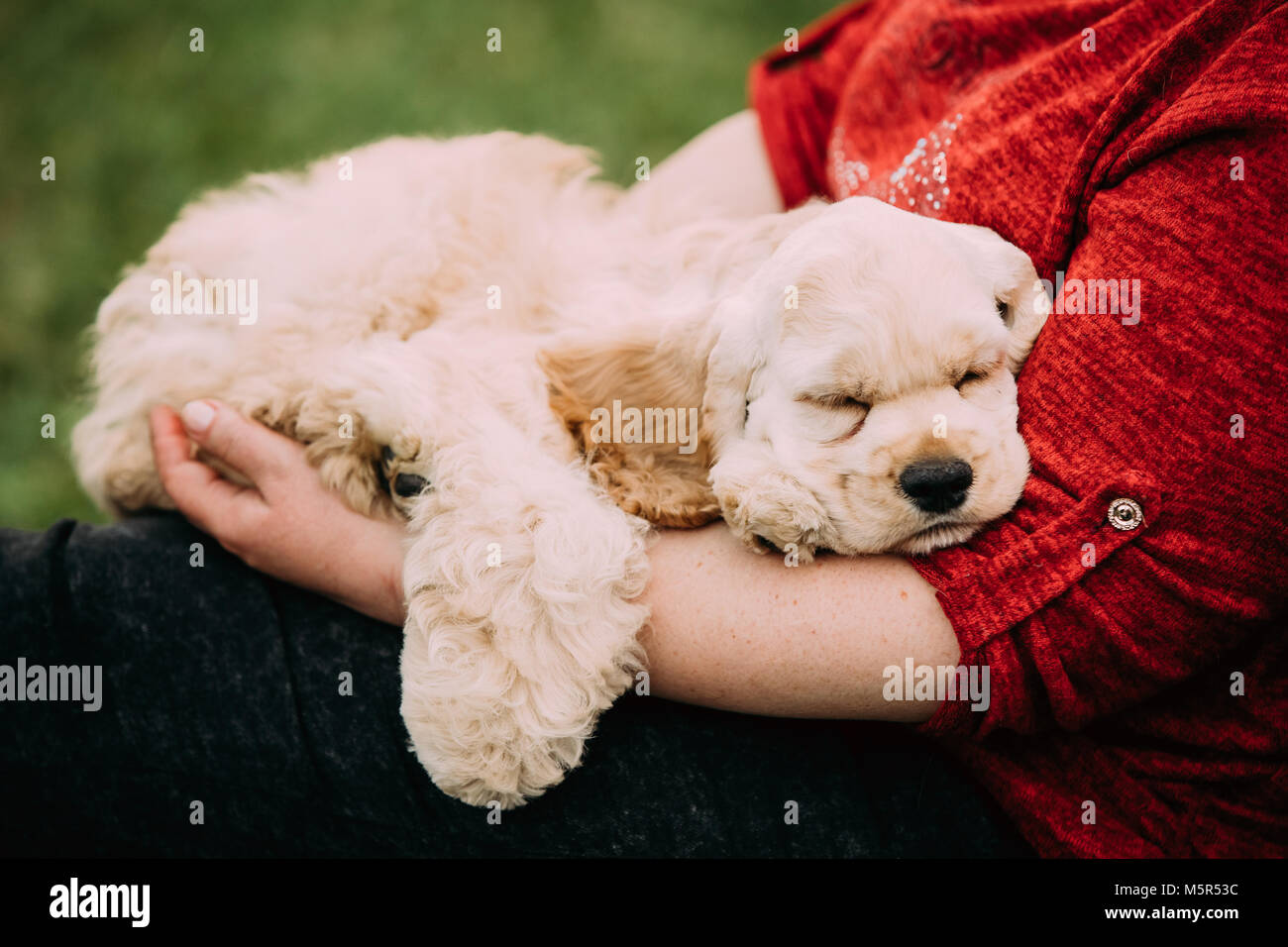 Chien Cocker Américain blanc dormant sur la main de femme. Banque D'Images