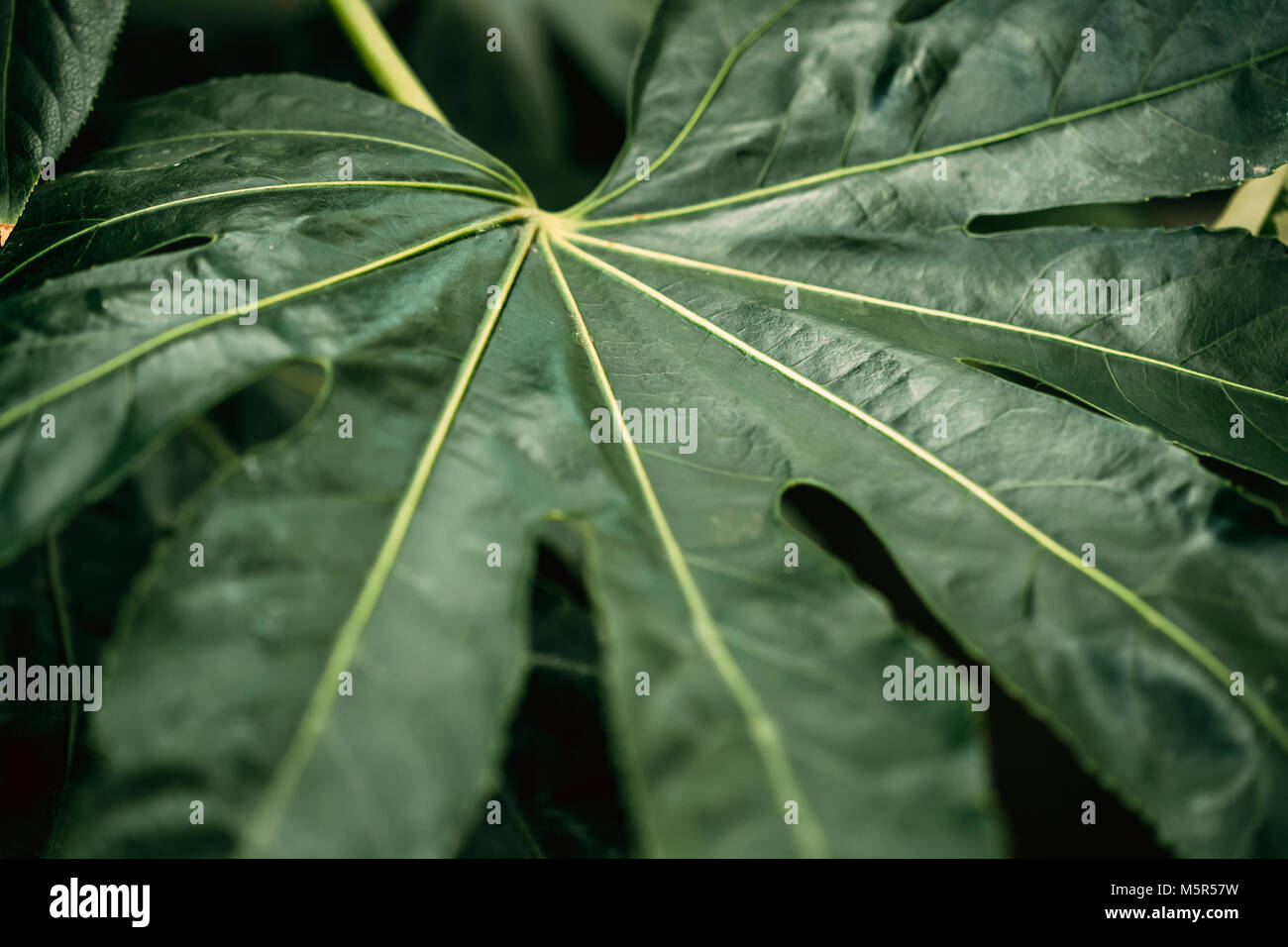 Feuilles vertes de Fatsia japonica) au Jardin Botanique. Banque D'Images