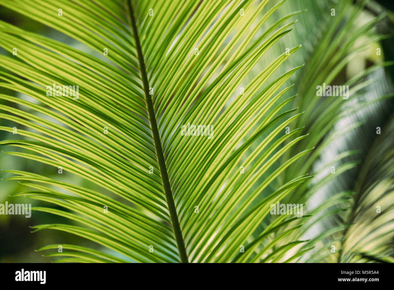 Feuilles vertes de Cycas revoluta dans jardin botanique. Banque D'Images