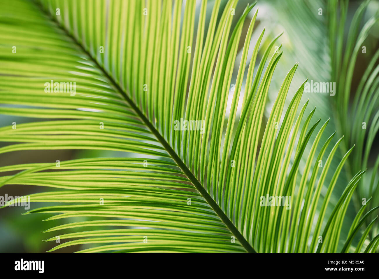 Feuilles vertes de Cycas revoluta dans jardin botanique. Banque D'Images